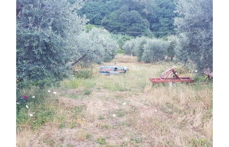 immagine annuncio 2 di 7