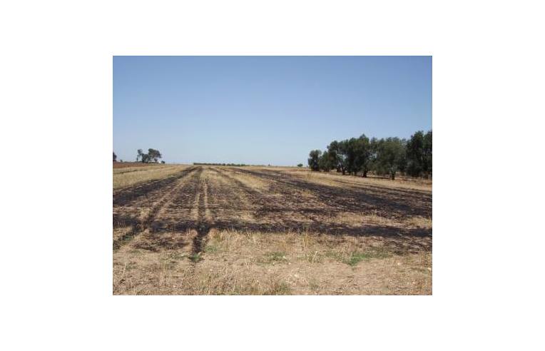 Terreno Agricolo/Coltura in vendita a Brindisi