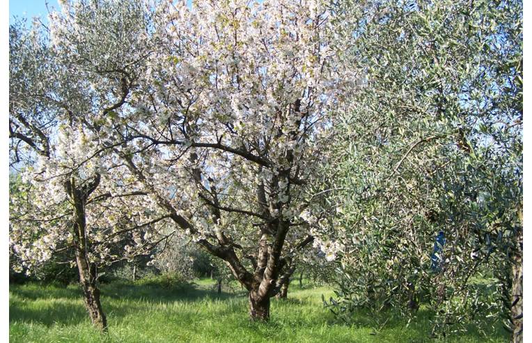 immagine annuncio 6 di 7