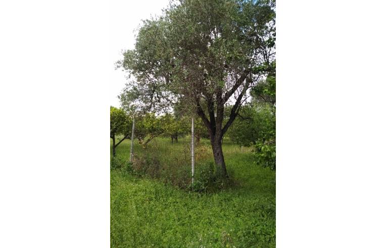 immagine annuncio 3 di 7