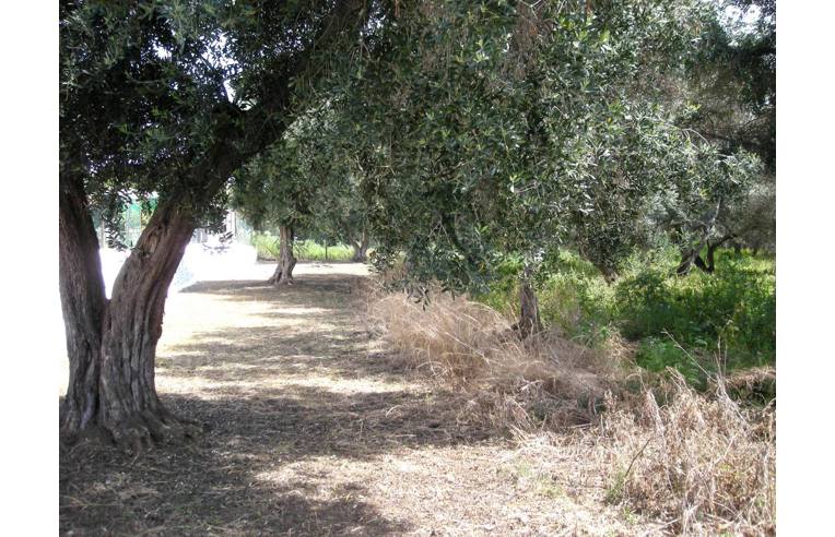 Terreno Agricolo/Coltura in vendita a Milazzo