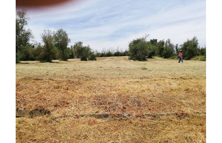 immagine annuncio 3 di 7