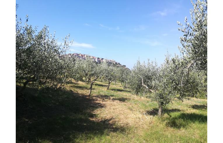immagine annuncio 1 di 7