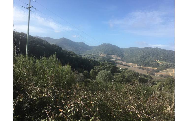 Foto 4 - Terreno Agricolo/Coltura in Vendita da Privato - Luogosanto (Olbia-Tempio)