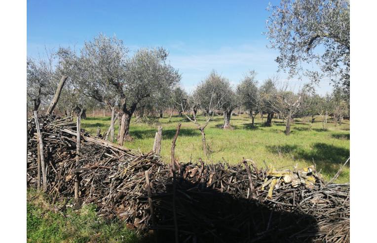 immagine annuncio 6 di 7