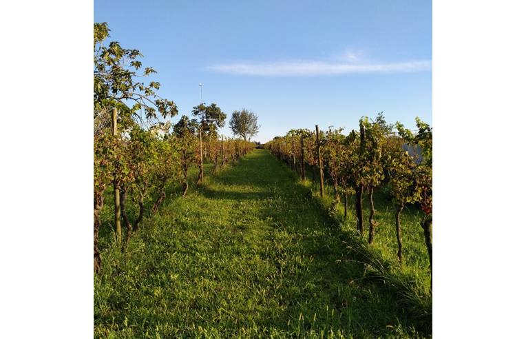 immagine annuncio 1 di 4