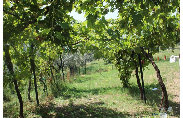 immagine annuncio 2 di 6