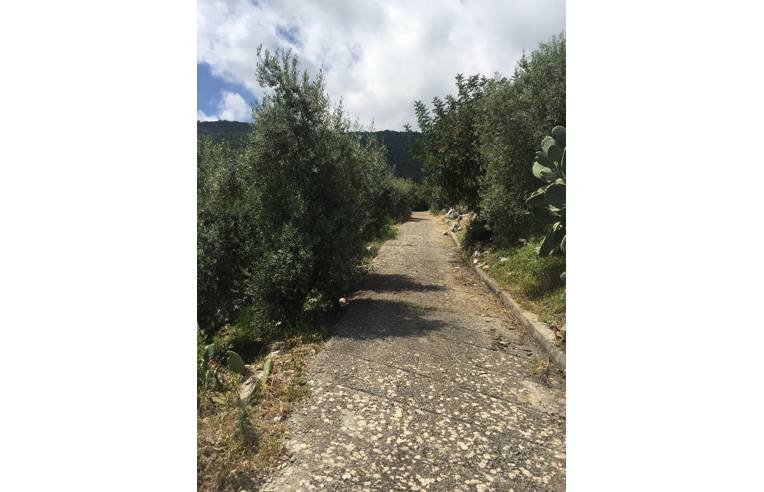 immagine annuncio 2 di 7