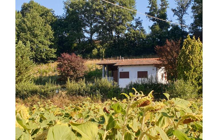 immagine annuncio 5 di 7