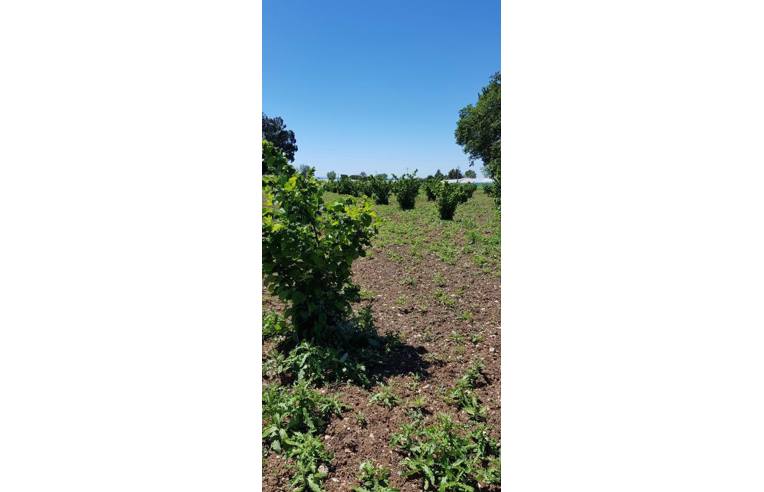 Terreno Agricolo/Coltura in affitto a Montecorvino Pugliano, Frazione Pugliano, via genova nr 20