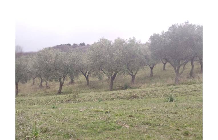 immagine annuncio 4 di 6