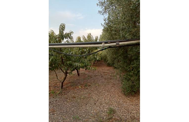 Foto 3 - Terreno Agricolo/Coltura in Vendita da Privato - San Sperate (Cagliari)