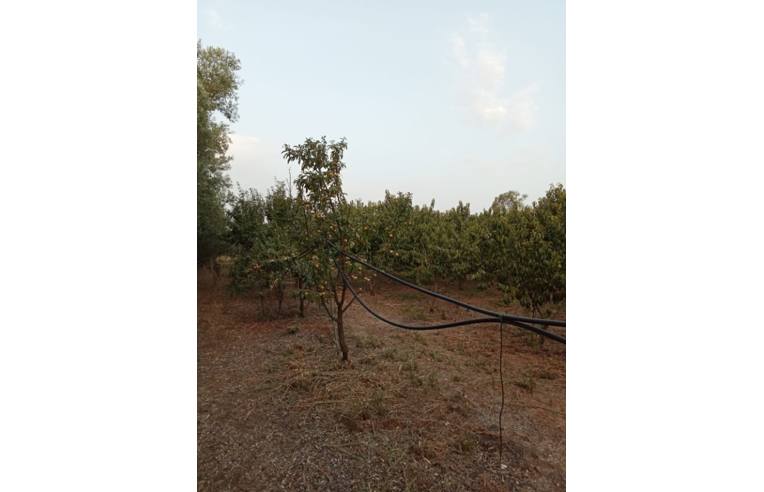 Foto 2 - Terreno Agricolo/Coltura in Vendita da Privato - San Sperate (Cagliari)