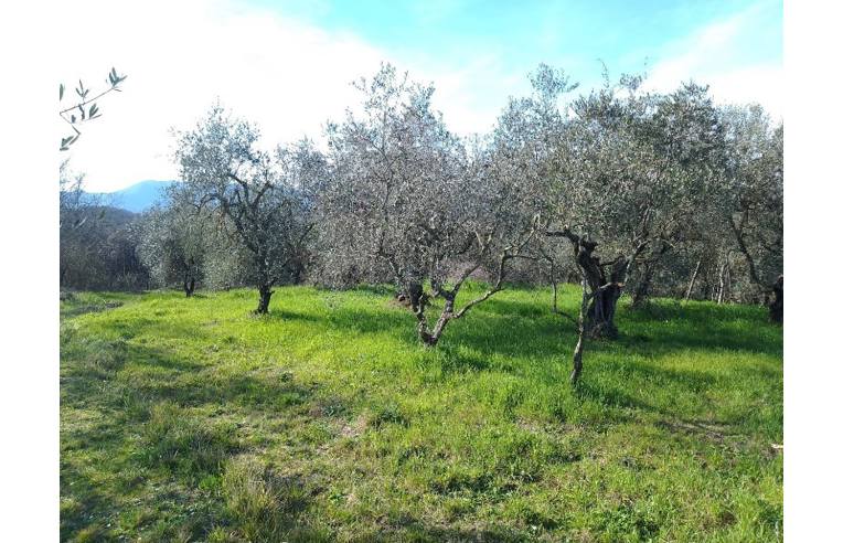immagine annuncio 5 di 7