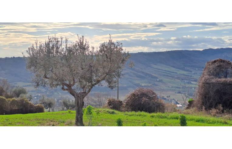 immagine annuncio 5 di 7