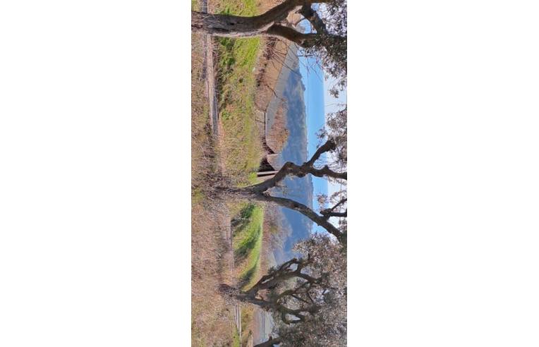 immagine annuncio 2 di 7