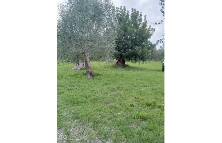 immagine annuncio 2 di 7