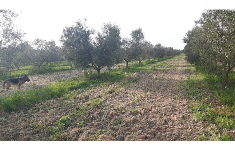 Terreno Agricolo/Coltura in vendita a Sassari, Frazione Campanedda