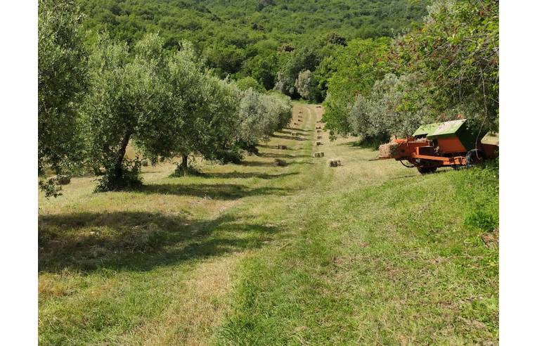 immagine annuncio 3 di 7