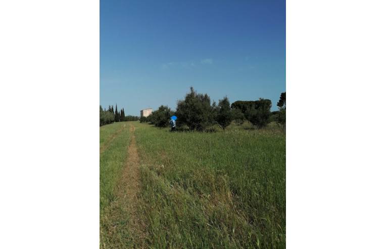 immagine annuncio 3 di 6