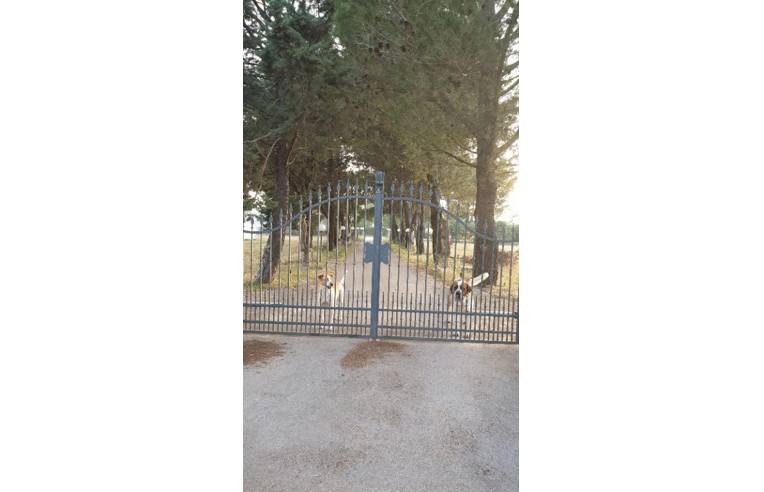 immagine annuncio 5 di 7