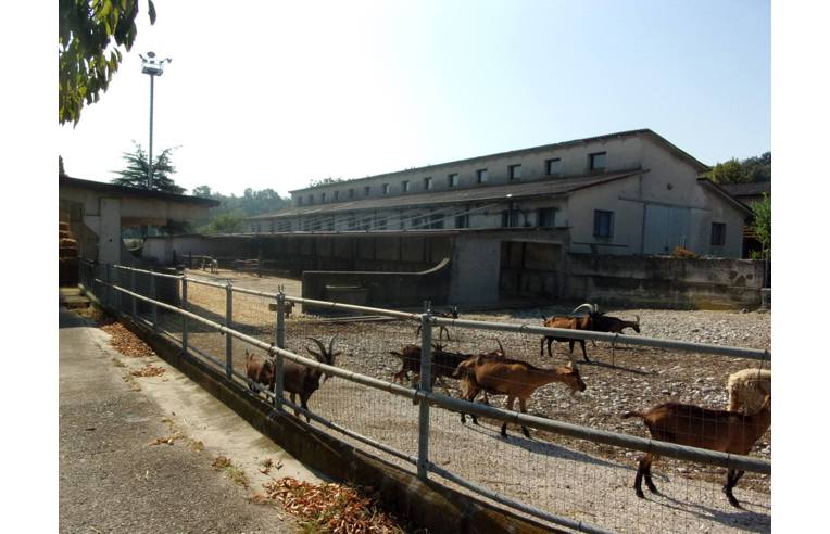 immagine annuncio 2 di 7