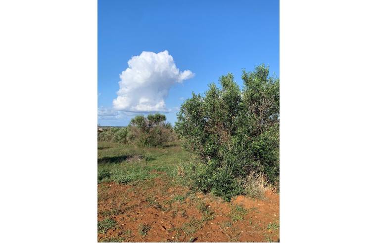 immagine annuncio 3 di 6