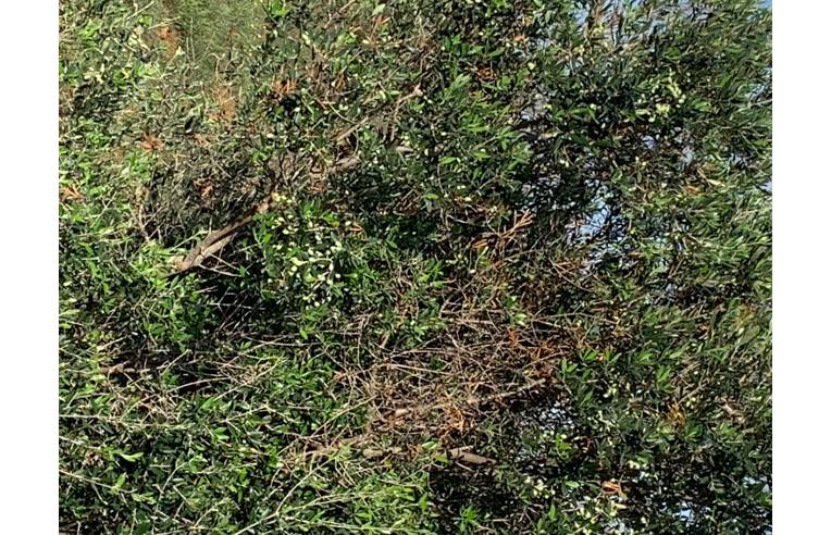 immagine annuncio 5 di 6