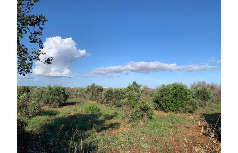 immagine annuncio 2 di 6