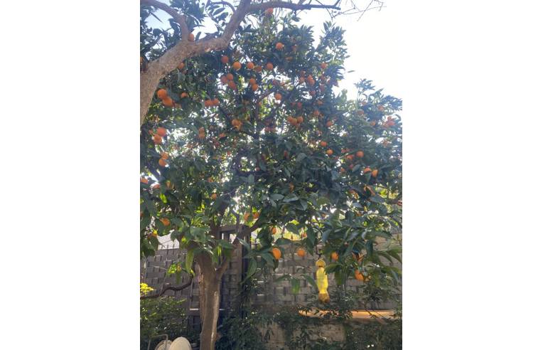 immagine annuncio 2 di 7