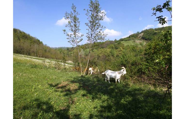 Foto 2 - Rustico/Casale in Vendita da Privato - Varzi (Pavia)