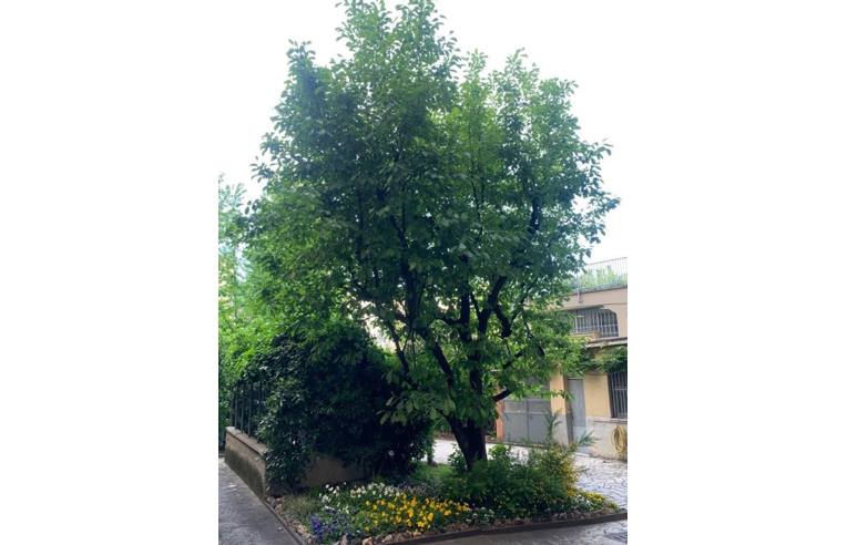 immagine annuncio 2 di 7