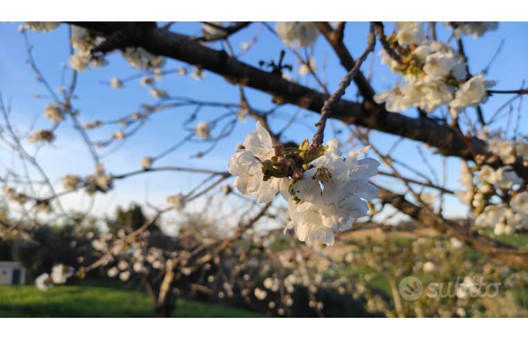 immagine annuncio 5 di 7