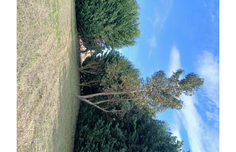 immagine annuncio 4 di 7