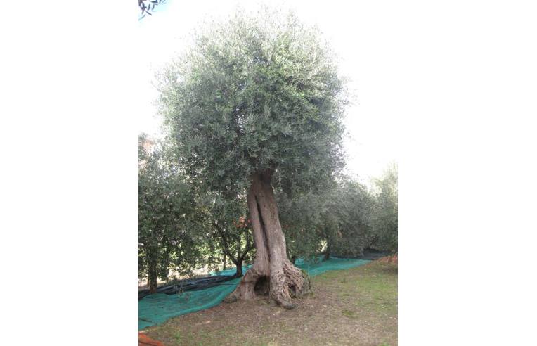 immagine annuncio 5 di 7