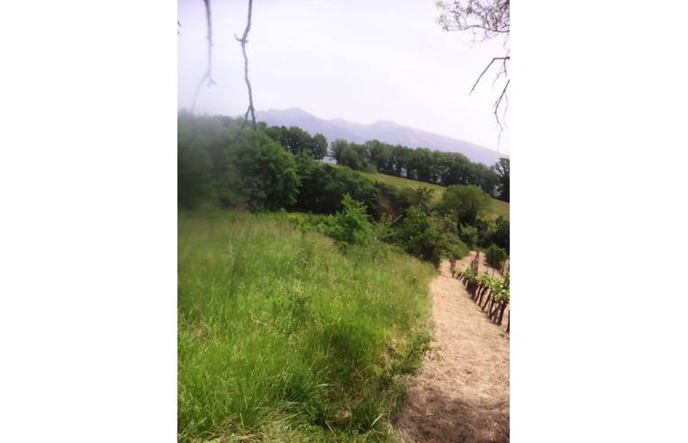 immagine annuncio 1 di 6