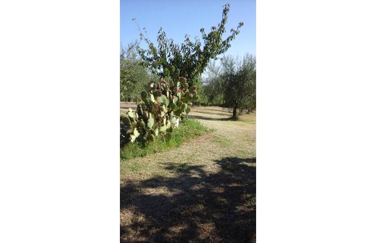 Foto 3 - Casa indipendente in Vendita da Privato - Chianciano Terme (Siena)