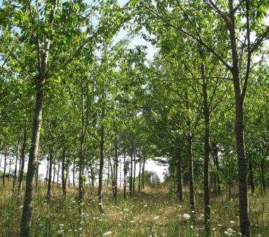Terreno Agricolo/Coltura in vendita a San Giuliano del Sannio (Campobasso)