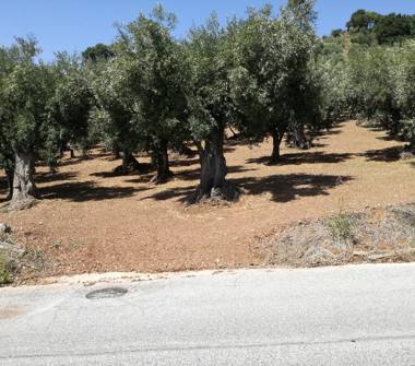 Terreno Agricolo/Coltura in vendita a Lamezia Terme, Frazione Sambiase, Via Spartà