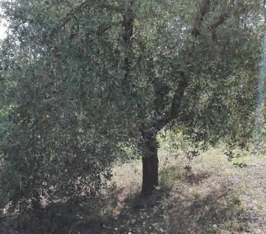 Terreno Agricolo/Coltura in vendita a Lucignano (Arezzo)