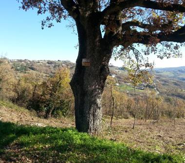 Terreno Edificabile Residenziale in vendita a Oratino (Campobasso)