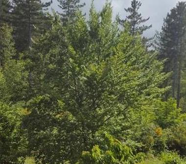 Quadrilocale in vendita a Castel del Piano (Grosseto)