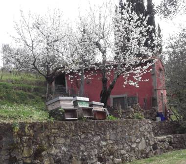 Terreno Agricolo/Coltura in vendita a Castel del Piano, Frazione Montegiovi, Località Laschi 3a