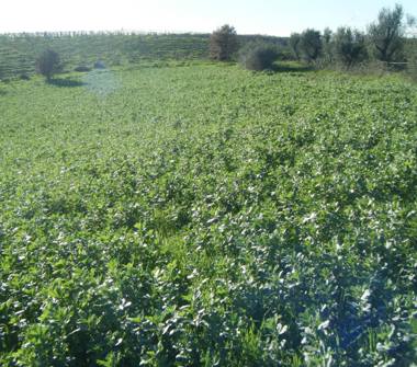 Terreno Agricolo/Coltura in vendita a Aprilia, Frazione Campoleone