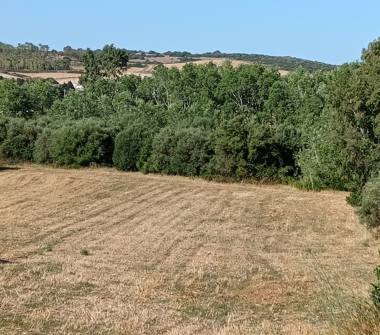 Terreno Edificabile Residenziale in vendita a Siamanna (Oristano)