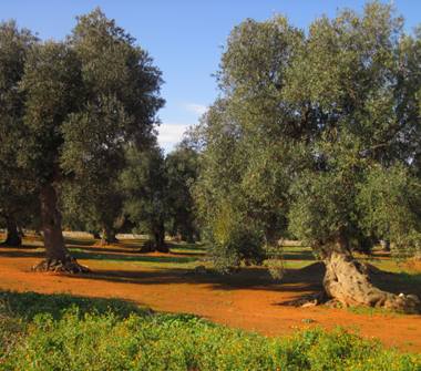 Terreno Edificabile Residenziale in vendita a Morciano di Leuca (Lecce)