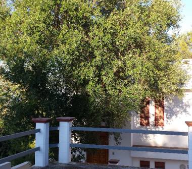 Casa indipendente in affitto a Andrano, Frazione Marina