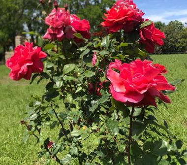 Offerta Vacanze Agriturismo a Drapia, Frazione Brattirò