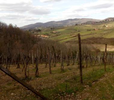 Terreno Agricolo/Coltura in vendita a Greve in Chianti, Frazione Panzano In Chianti