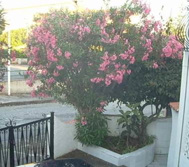 Quadrilocale in vendita a Scalea (Cosenza)